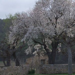 Trabajos de jardinería León