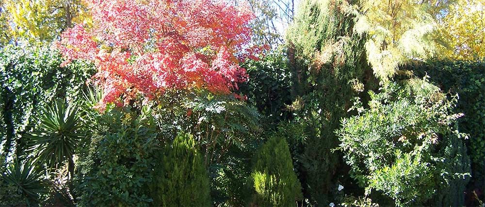 León empresa de jardinería y vivero