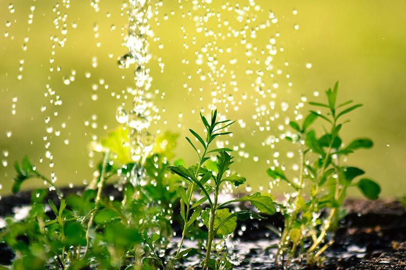 Consejos básicos cuidar tus plantas